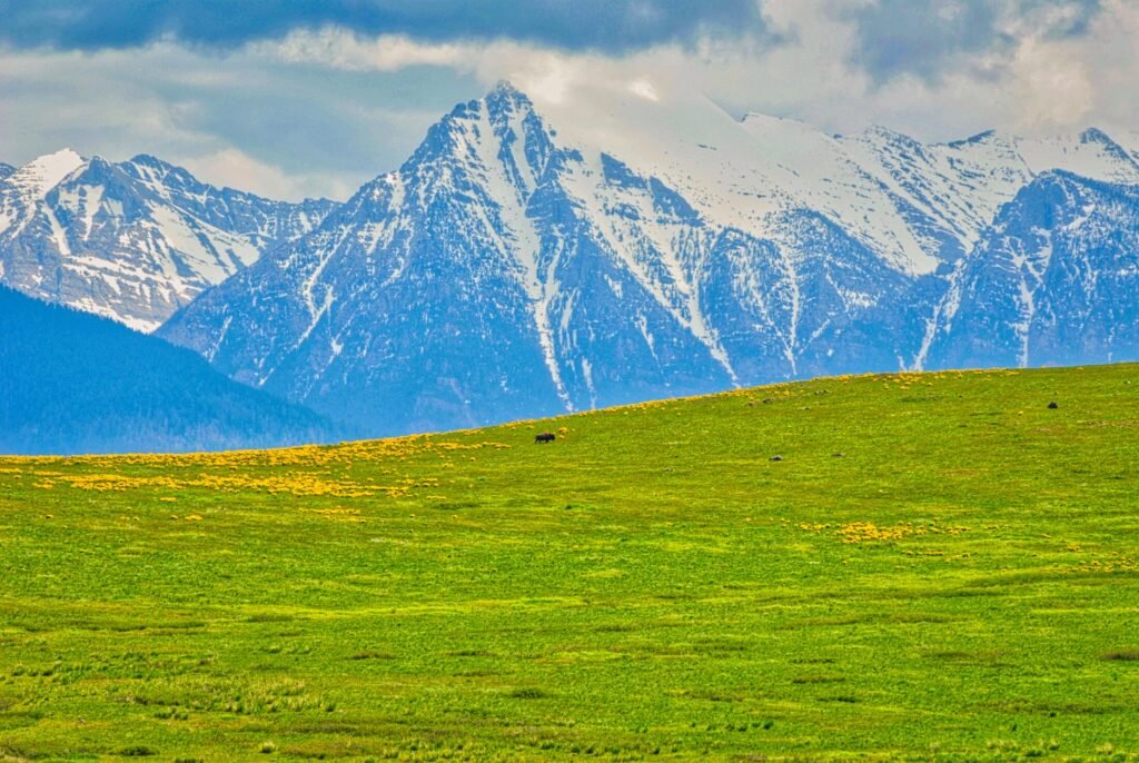 A solitary bison bull standing on a green Montana hillside beneath the snow-covered Mission Mountains.